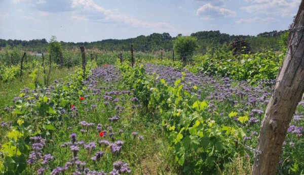 Achtsame Weinwanderung 20.07.2025 – Bild 4